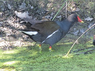 Gallinule